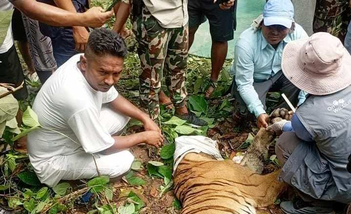 tiger